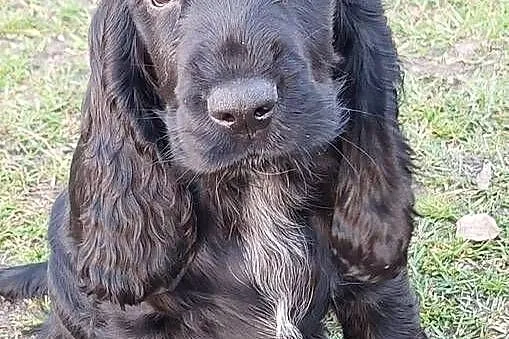 Cocker Spaniel Angielski -Czarne Cuda, Lubelskie, Basonia