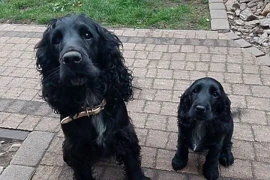 Cocker Spaniel Angielski -Czarne Cuda, Lubelskie, Basonia