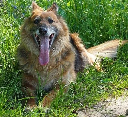 BIETA sunia idealna do adopcji!, podlaskie Białys