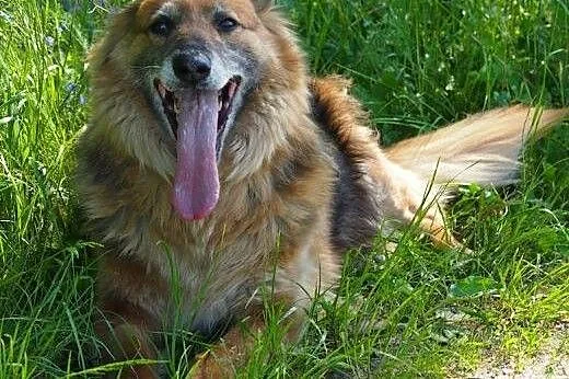 BIETA sunia idealna do adopcji!,  podlaskie Białys