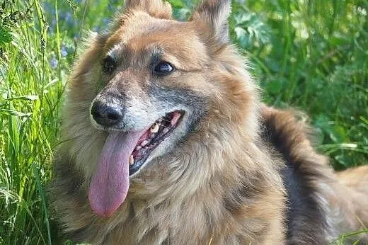 BIETA sunia idealna do adopcji!,  podlaskie Białys