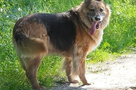 BIETA sunia idealna do adopcji!,  podlaskie Białys
