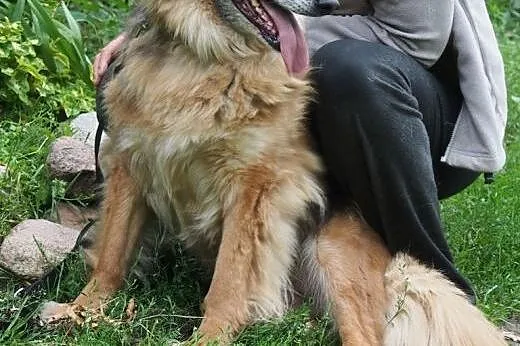 BIETA sunia idealna do adopcji!,  podlaskie Białys