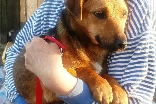 Wika psie dziecko z nadzieją czeka na domek ,  maz