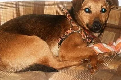 Wika psie dziecko z nadzieją czeka na domek ,  maz