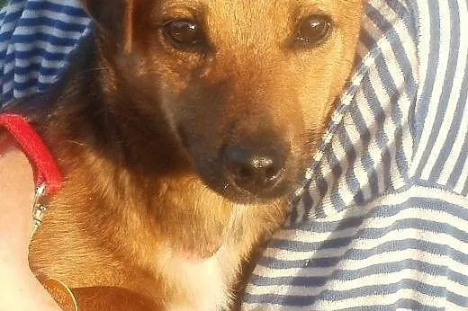 Wika psie dziecko z nadzieją czeka na domek ,  maz