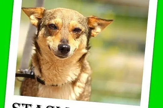 10kg,wilczasta,łagodna,przyjazna,delikatna suczka STASIA.Adopcja,  dolnośląskie Wrocław
