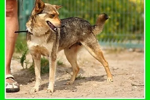 10kg,wilczasta,łagodna,przyjazna,delikatna suczka 