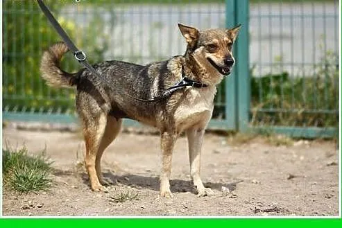 10kg,wilczasta,łagodna,przyjazna,delikatna suczka 