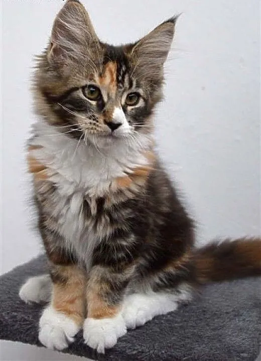 Kocięta Maine Coon z hodowli Honeyland*PL, śląski
