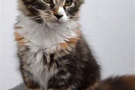 Kocięta Maine Coon z hodowli Honeyland*PL,  śląski