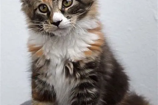 Kocięta Maine Coon z hodowli Honeyland*PL,  śląski