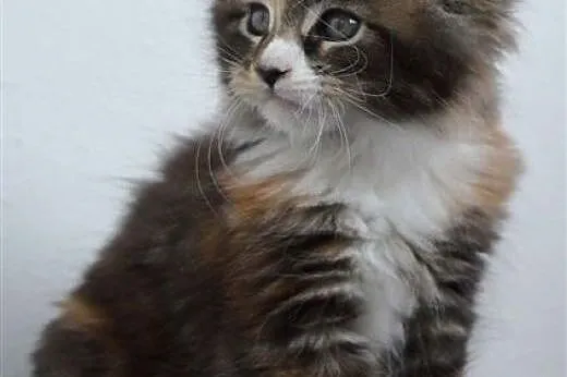 Kocięta Maine Coon z hodowli Honeyland*PL,  śląski