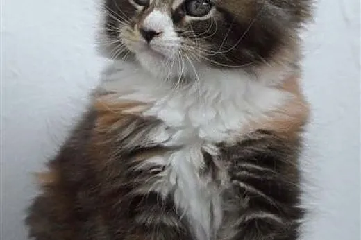 Kocięta Maine Coon z hodowli Honeyland*PL,  śląski