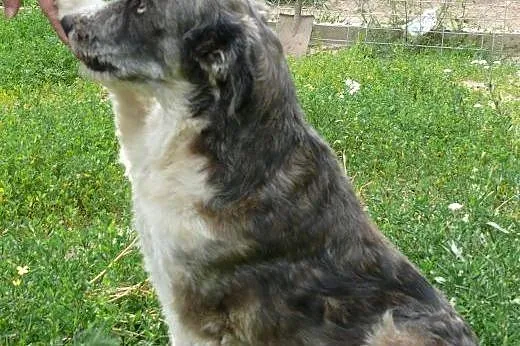 Saba cudowna sunia odebrana z tragicznych warunków