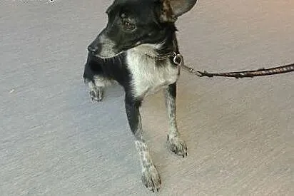 Malutka suczka 4,5 kg,  śląskie Żory