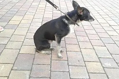 Malutka suczka 4,5 kg,  śląskie Żory