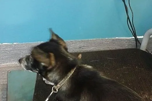 Malutka suczka 4,5 kg,  śląskie Żory