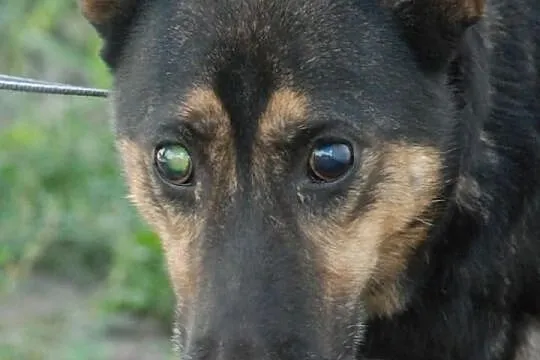 Cynio - najwspanialszy przyjaciel świata, cudowny,