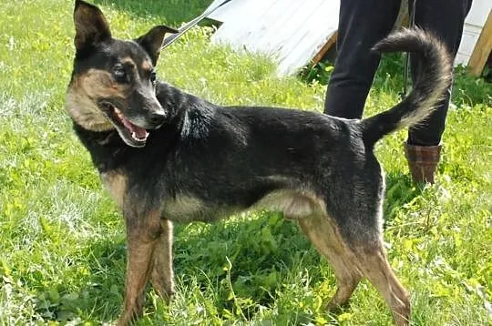 Cynio - najwspanialszy przyjaciel świata, cudowny,