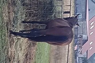 Ogier po Cornet de Semilly, , 