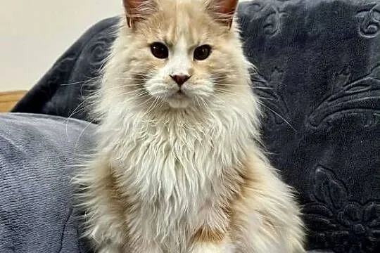 Maine Coon Kocur WCF 5 pokoleniowy rodowód