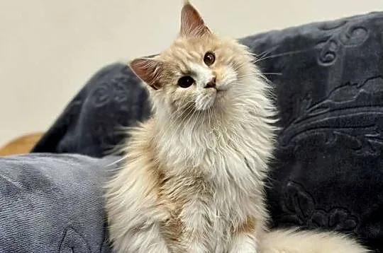 Maine Coon Kocur WCF 5 pokoleniowy rodowód, Świętokrzyskie, Daleszyce