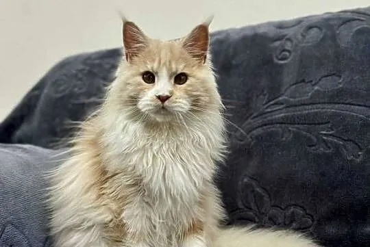 Maine Coon Kocur WCF 5 pokoleniowy rodowód, Świętokrzyskie, Daleszyce