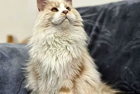 Maine Coon Kocur WCF 5 pokoleniowy rodowód, Świętokrzyskie, Daleszyce