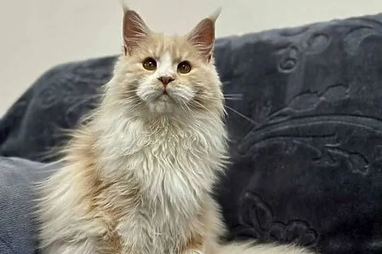 Maine Coon Kocur WCF 5 pokoleniowy rodowód, Świętokrzyskie, Daleszyce