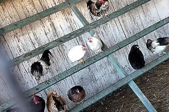 Koguciki cwerki, Wielkopolskie, Kościan