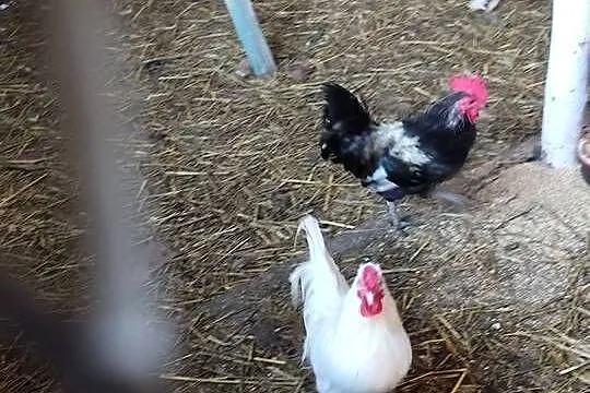 Koguciki cwerki, Wielkopolskie, Kościan