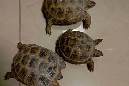 Żółw Stepowy Lądowy Testudo Horsfieldii Podrośnięty Ładny Młody