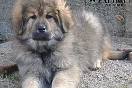Mastif tybetański dostępne złote suczki już do odb, Tomnice
