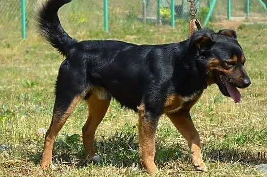 Danio słodki łodziak,psiak o cudownym charakterze do adopcji,  kujawsko-pomorskie Grudziądz