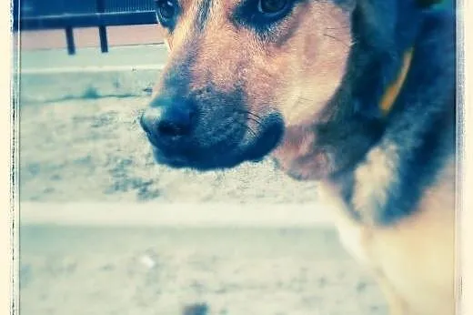 Maks to 6-7 miesc dzieciak do adopcji!!!,  Kundelki cała Polska