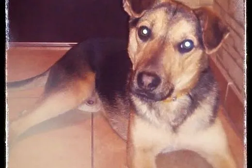 Maks to 6-7 miesc dzieciak do adopcji!!!,  Kundelk