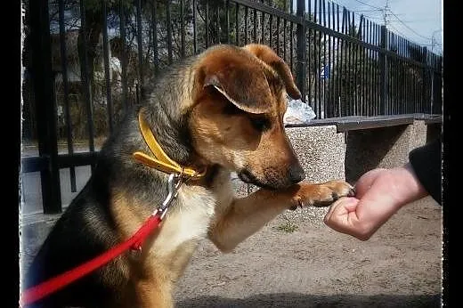 Maks to 6-7 miesc dzieciak do adopcji!!!,  Kundelk