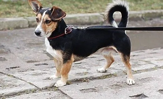 Buli - malutki piesek szuka domu , łódzkie Łódź