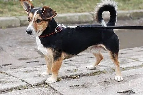 Buli - malutki piesek szuka domu , łódzkie Łódź