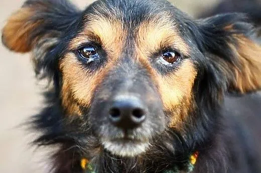 Mały Maki, przyjazny i bezkonfliktowy psiaczek do adopcji,  Kundelki cała Polska