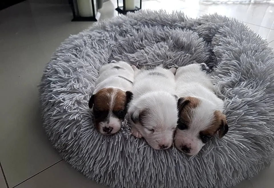 Jack Russell Terrier, Wielkopolskie, Kalisz