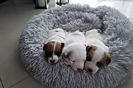 Jack Russell Terrier
