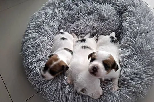 Jack Russell Terrier, Wielkopolskie, Kalisz