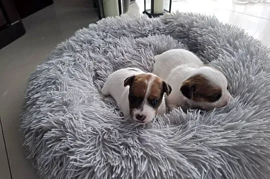 Jack Russell Terrier, Wielkopolskie, Kalisz