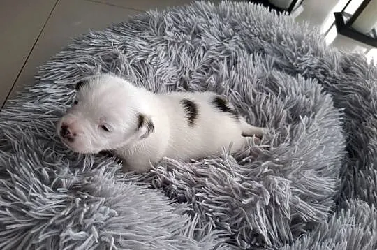 Jack Russell Terrier, Wielkopolskie, Kalisz