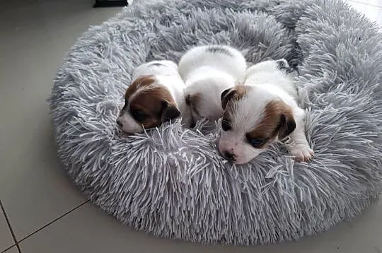 Jack Russell Terrier, Wielkopolskie, Kalisz