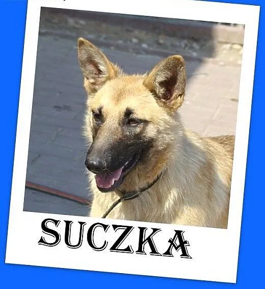 Jak mini owczarek belg.średnia 7 mies,łagodna sucz