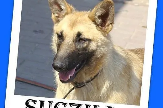 Jak mini owczarek belg.średnia 7 mies,łagodna sucz