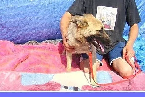 Jak mini owczarek belg.średnia 7 mies,łagodna sucz